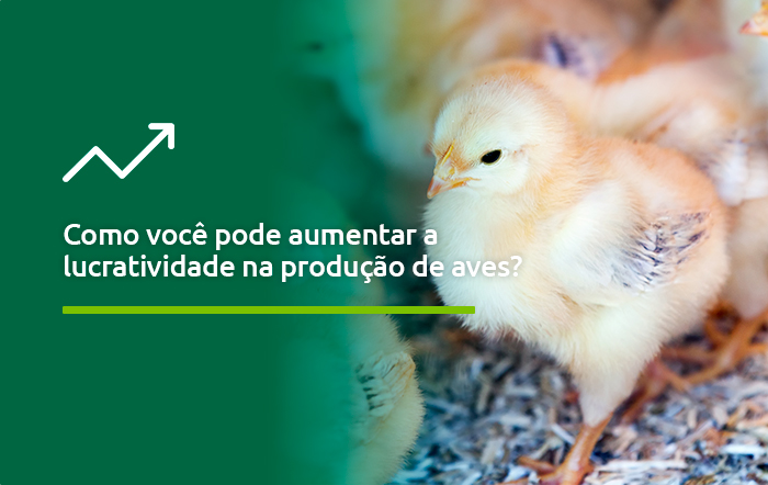 Como você pode aumentar a lucratividade na produção de aves? 6 aves