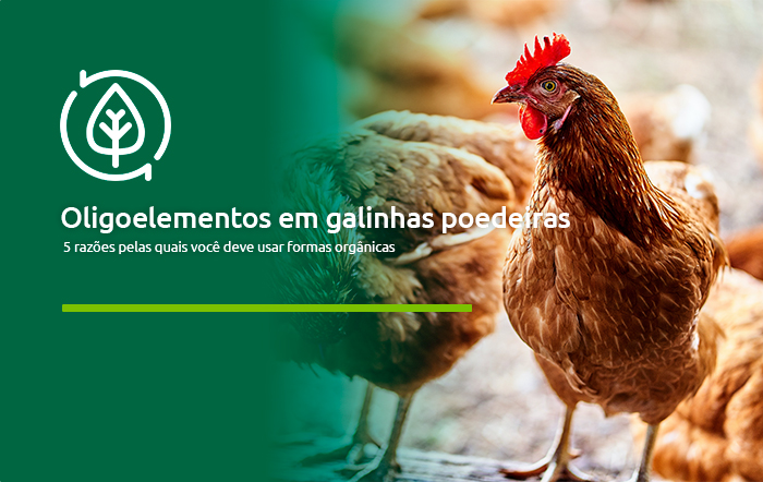 Oligoelementos em galinhas poedeiras 24 esse