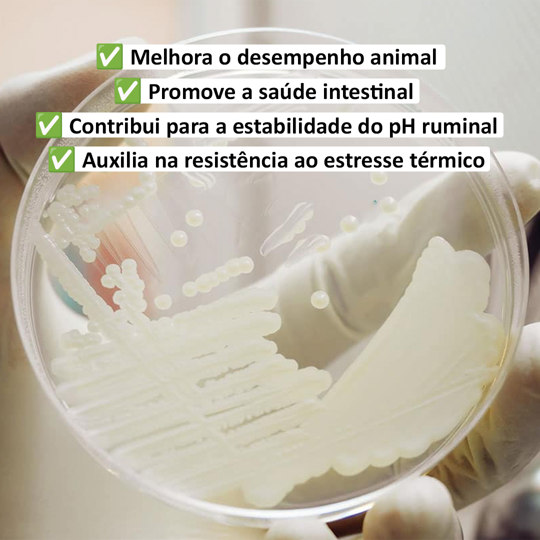 Procreatin 7 - Probióticos de levedura concentrado com alto teor de levedura viva Saccharomyces cerevisiae 4 Procreatin 7 - Probióticos de levedura concentrado com alto teor de levedura viva Saccharomyces cerevisiae - Imagem 4