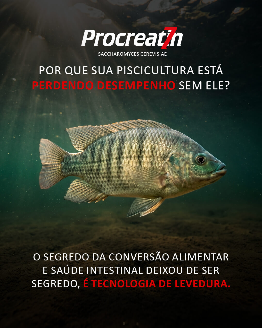Procreatin 7 - Probióticos de levedura concentrado com alto teor de levedura viva Saccharomyces cerevisiae 6 Procreatin 7 - Probióticos de levedura concentrado com alto teor de levedura viva Saccharomyces cerevisiae - Imagem 6
