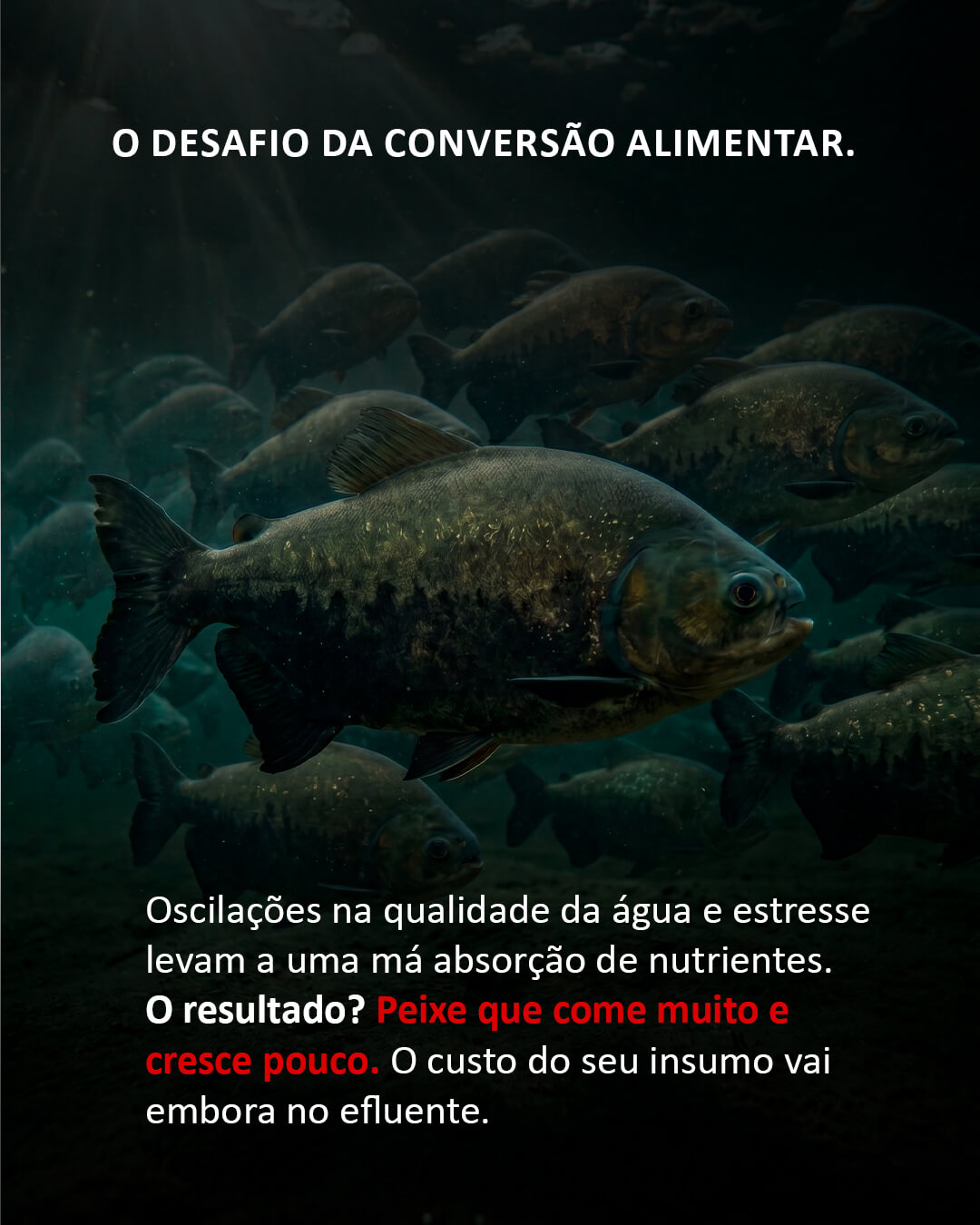 Procreatin 7 - Probióticos de levedura concentrado com alto teor de levedura viva Saccharomyces cerevisiae 7 Procreatin 7 - Probióticos de levedura concentrado com alto teor de levedura viva Saccharomyces cerevisiae - Imagem 7