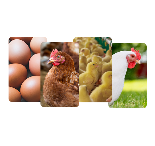 grid-capa-site copiar grid capa site copiar